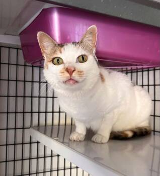 Holly -  Calico and Tabby Cat for Adoption in Burnaby, British Columbia - Holly | PetCurious