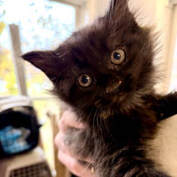 Rescue Domestic Short Hair Cats for Adoption in Bel Air, Maryland - Gravy | PetCurious