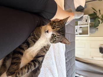 Sebastian -  Domestic Short Hair Cat for Adoption in Boston, Massachusetts - Sebastian | PetCurious