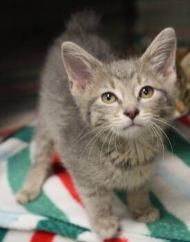 Lenny (bobtail) -  Domestic Short Hair Cat for Adoption in Bowling Green, Kentucky - Lenny (bobtail) | PetCurious
