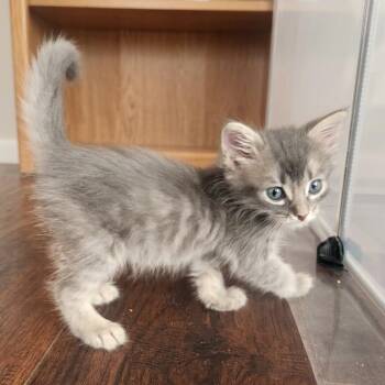 Q-Tips -  Domestic Medium Hair Cat for Adoption in Allen, Texas - Q-Tips | PetCurious