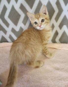 Otis -  Domestic Short Hair Cat for Adoption in Bucyrus, Ohio - Otis | PetCurious