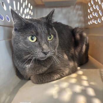 Willy -  Domestic Short Hair Cat for Adoption in Allentown, Pennsylvania - Willy | PetCurious
