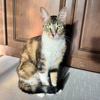 Whimsy -  Domestic Short Hair Cat for Adoption in Goleta, California - Whimsy | PetCurious
