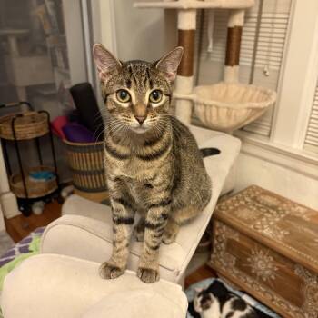 Cleo -  Domestic Short Hair Cat for Adoption in Jacksonville, Florida - Cleo | PetCurious