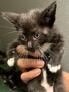 Domestic Short Hair Cats Available for Adoption in Forney, Texas - DOOBIE | PetCurious