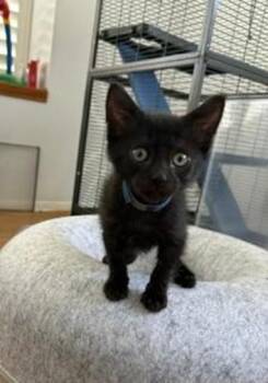 POE -  Domestic Short Hair Cat for Adoption in Camarillo, California - POE | PetCurious