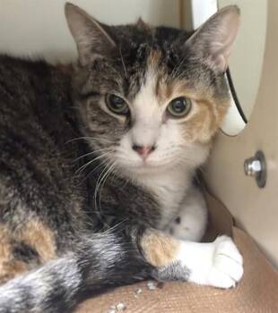 SPRINKLES -  Domestic Short Hair Cat for Adoption in Dedham, Massachusetts - SPRINKLES | PetCurious