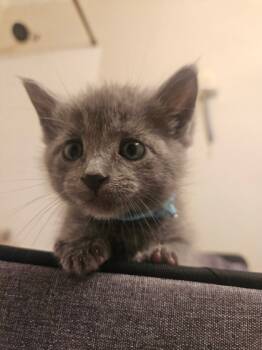 Rescue Domestic Short Hair Cats for Adoption in Columbia, South Carolina - Twinkle | PetCurious