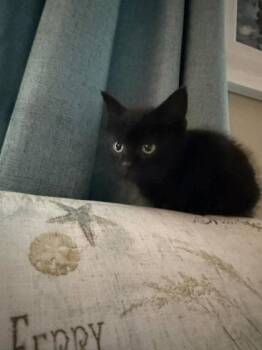 Bell Pepper -  Domestic Short Hair Cat for Adoption in Hobart, Indiana - Bell Pepper | PetCurious