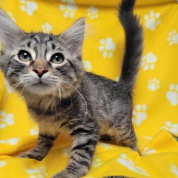 Bobble -  Domestic Short Hair Cat for Adoption in Duncan, Oklahoma - Bobble | PetCurious