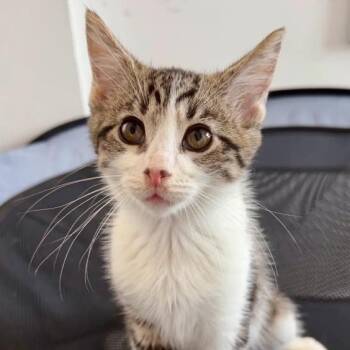 Circlet -  Domestic Short Hair Cat for Adoption in Evanston, Illinois - Circlet | PetCurious