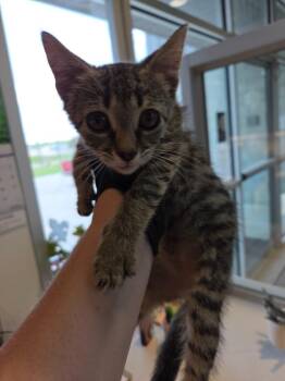 Kristen -  Domestic Short Hair Cat for Adoption in Bossier City, Louisiana - Kristen | PetCurious