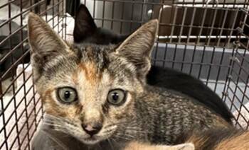 A2480927 -  Domestic Short Hair Cat for Adoption in Fort Lauderdale, Florida - A2480927 | PetCurious