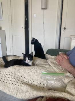 Hilly -  Domestic Short Hair Cat for Adoption - Hilly | PetCurious