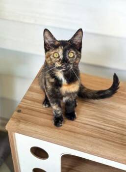 Mystic Shadow -  Domestic Short Hair Cat for Adoption in Kansas City, Missouri - Mystic Shadow | PetCurious
