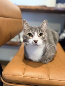 Ozzy -  Domestic Short Hair Cat for Adoption in Bellmawr, New Jersey - Ozzy | PetCurious