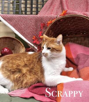 Scrappy -  Domestic Short Hair Cat for Adoption in Pueblo, Colorado - Scrappy | PetCurious