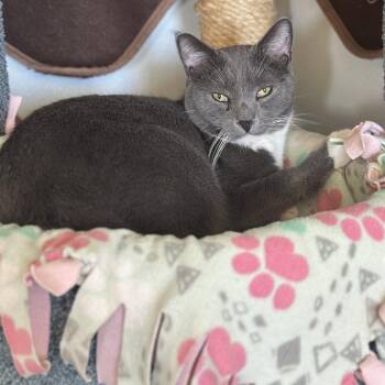 Domestic Short Hair Cats Available for Adoption - Astro | PetCurious