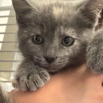 Fanny Pack (26-4K-2) -  Domestic Short Hair Cat for Adoption in Rifle, Colorado - Fanny Pack (26-4K-2) | PetCurious