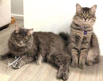 Midna Twilight Bonded To Link -  Domestic Long Hair and Tabby Cat for Adoption in Chandler, Arizona - Midna Twilight Bonded To Link | PetCurious