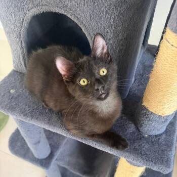 Domestic Short Hair Cats Available for Adoption - Squints | PetCurious