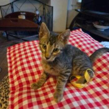 PEPE -  Tabby and Domestic Short Hair Cat for Adoption in San Antonio, Texas - PEPE | PetCurious