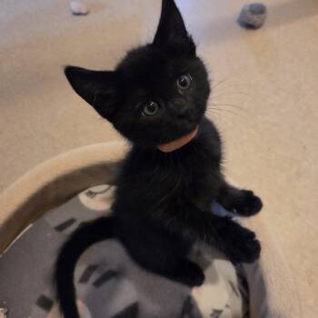 Black Magic -  Domestic Medium Hair Cat for Adoption in Pasadena, California - Black Magic | PetCurious