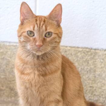 Dodge -  Domestic Short Hair Cat for Adoption in Pontiac, Michigan - Dodge | PetCurious