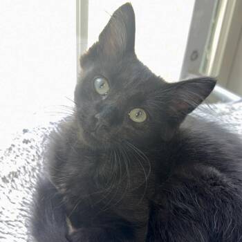 Mack Daddy -  Domestic Medium Hair Cat for Adoption in Richmond, Virginia - Mack Daddy | PetCurious