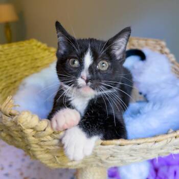 GIRL! -  Domestic Short Hair Cat for Adoption in Bloomington, Illinois - GIRL! | PetCurious