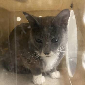 Aspen -  Domestic Short Hair Cat for Adoption in Reno, Nevada - Aspen | PetCurious