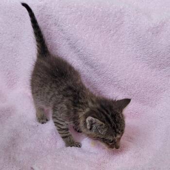 Finley -  Domestic Short Hair Cat for Adoption in Coos Bay, Oregon - Finley | PetCurious