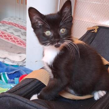 Velma & Vaughn -  Domestic Short Hair Cat for Adoption in Hudson, New York - Velma & Vaughn | PetCurious