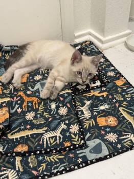 Domino 3 -  Siamese Cat Available for Adoption in Austin, Texas - Domino 3 | PetCurious