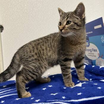 Rescue Domestic Short Hair Cats for Adoption in Albert Lea, Minnesota - Taylor | PetCurious