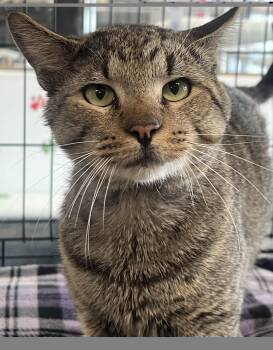 Francesco -  Domestic Short Hair Cat for Adoption in Johnston, Rhode Island - Francesco | PetCurious