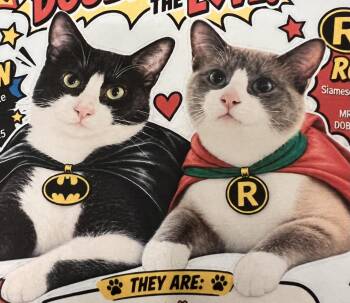 Batman & Robin (Bonded Brothers) -  Siamese Cat for Adoption in Villa Park, California - Batman & Robin (Bonded Brothers) | PetCurious