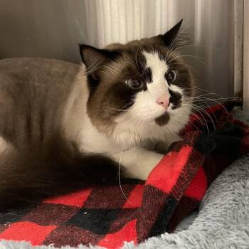 Sketcher -  Snowshoe Cat for Adoption in North Kingstown, Rhode Island - Sketcher | PetCurious
