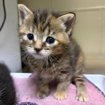 Ariel -  Domestic Short Hair Cat for Adoption in Cheyenne, Wyoming - Ariel | PetCurious