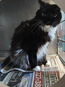 Oreo -  Domestic Short Hair Cat for Adoption in Largo, Florida - Oreo | PetCurious
