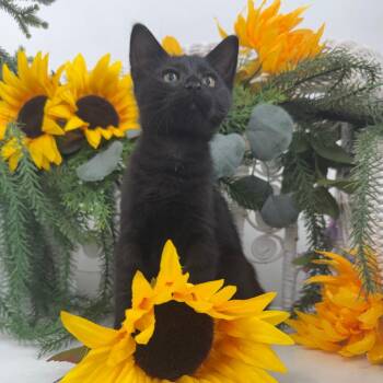 Badger Ferd 56431 -  Domestic Short Hair Cat for Adoption in Eaton Rapids, Michigan - Badger Ferd 56431 | PetCurious