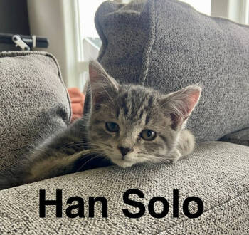 Rescue Domestic Short Hair Cats for Adoption in Minneapolis, Minnesota - Han | PetCurious