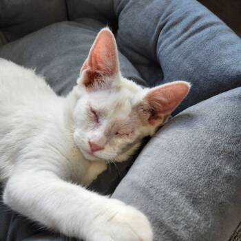 Rescue Domestic Short Hair Cats for Adoption in Valdosta, Georgia - Aspen | PetCurious