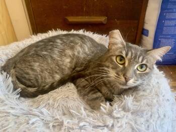 Rescue Domestic Short Hair Cats for Adoption in San Jose, California - Taffy | PetCurious
