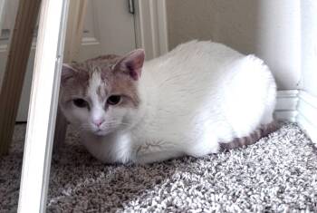 Miss Kitty -  Domestic Short Hair Cat for Adoption in Bentonville, Arkansas - Miss Kitty | PetCurious