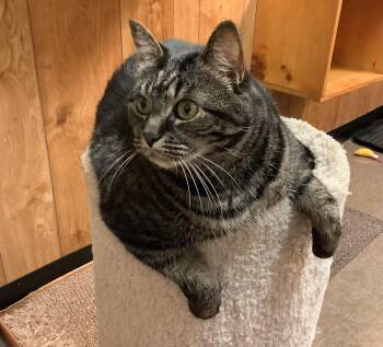 Rescue Domestic Short Hair Cats for Adoption in Charlestown, New Hampshire - Cuddles | PetCurious