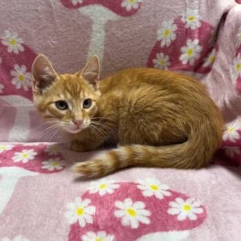 Macaroni -  Domestic Short Hair Cat for Adoption in Kittanning, Pennsylvania - Macaroni | PetCurious