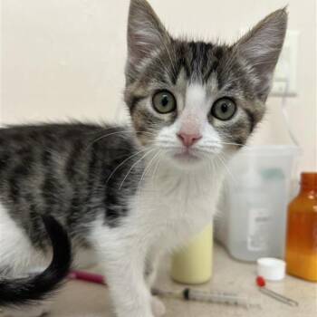 La Toya -  Domestic Short Hair Cat for Adoption in Kanab, Utah - La Toya | PetCurious