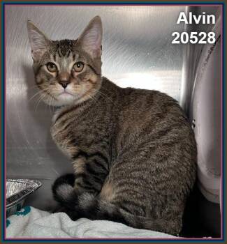 ALVIN (see also THEODORE) -  Domestic Short Hair and Tabby Cat for Adoption in Marietta, Georgia - ALVIN (see Also THEODORE) | PetCurious